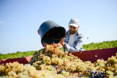 Biosolutions in Champagne: strumenti al servizio di una viticoltura sostenibile