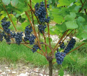 PINOT NOIR LOOSE CLUSTERS GL00 – Innovation that elevates sparkling wines