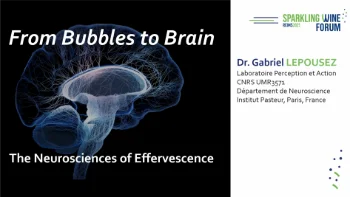 [SWF25] De la bulle au cerveau : neurosciences de l'effervescence
